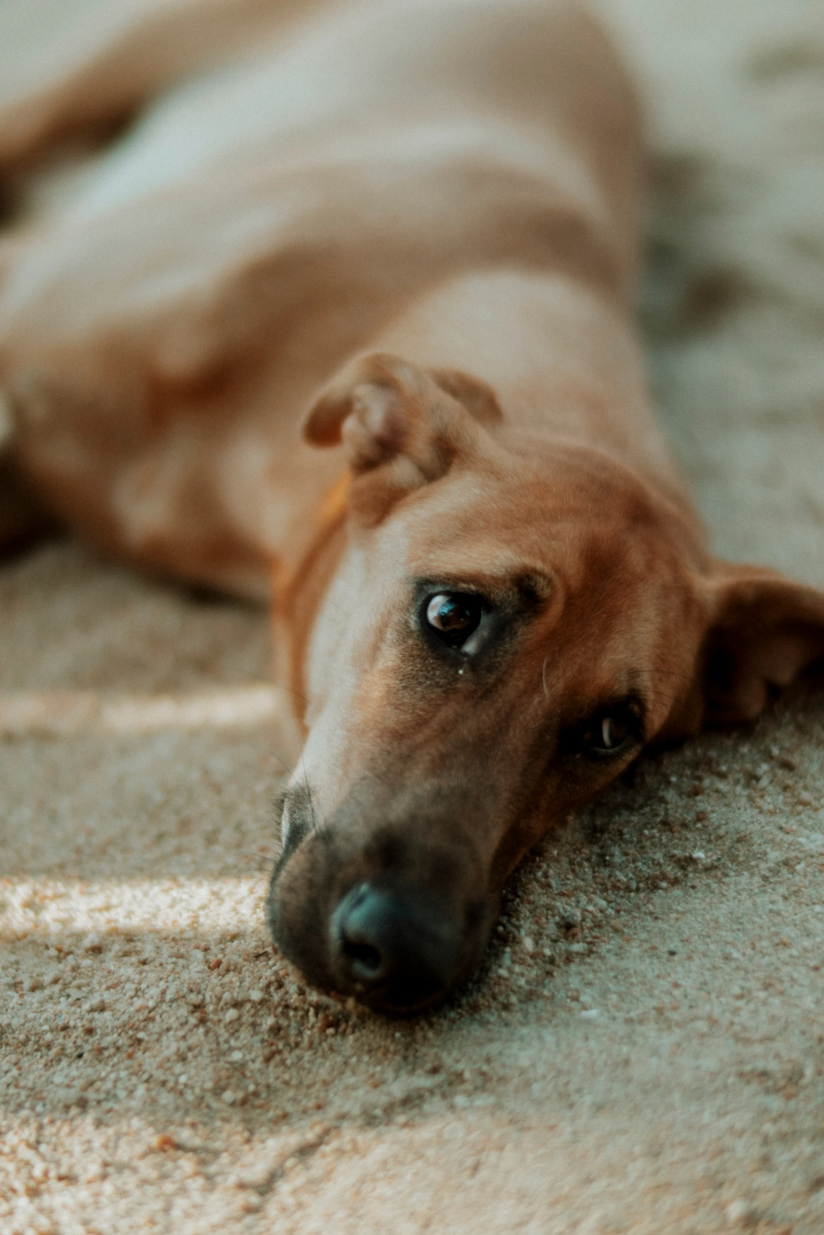 Un perro descansando en la arena